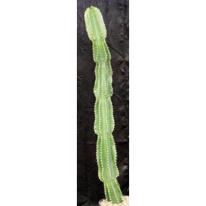 Euphorbia ammak 3-gallon pots
