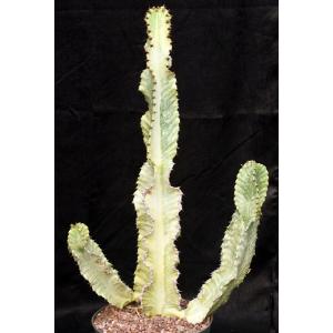 Euphorbia ammak (variegated) 10-inch pots