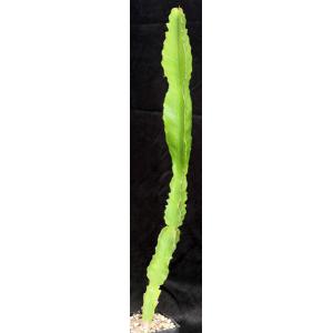Euphorbia ampliphylla one-gallon pots