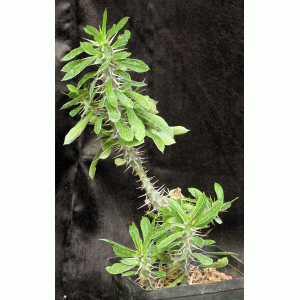 Euphorbia analavelonensis one-gallon pots