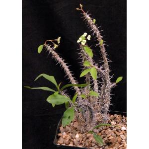 Euphorbia milii ‘antifakiensis’ one-gallon pots