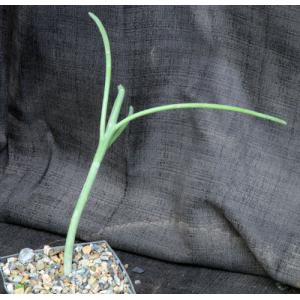Euphorbia arbuscula 5-inch pots