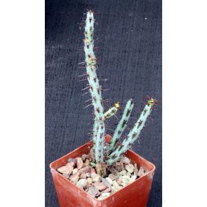 Euphorbia aeruginosa (major) 3-inch pots
