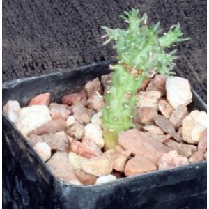 Euphorbia arida (GM 245) 2-inch pots