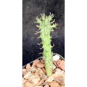 Euphorbia arida (GM 245) 2-inch pots