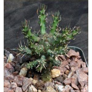 Euphorbia arida (GM 245) 4-inch pots
