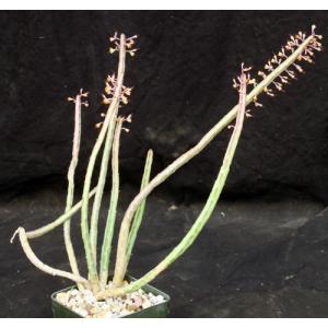 Euphorbia asthenacantha 5-inch pots