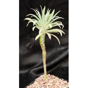 Euphorbia atropurpurea 5-inch pots