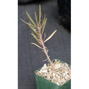 Euphorbia atropurpurea 4-inch pots