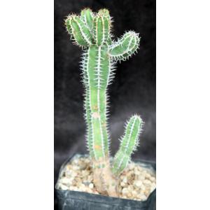 Euphorbia avasmontana one-gallon pots