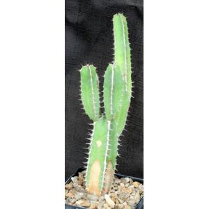 Euphorbia avasmontana 5-inch pots
