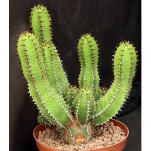 Euphorbia avasmontana 8-inch pots