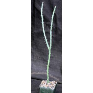 Euphorbia ballyana 4-inch pots