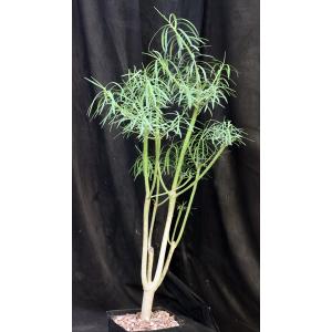 Euphorbia balsamifera ssp. balsamifera one-gallon pots