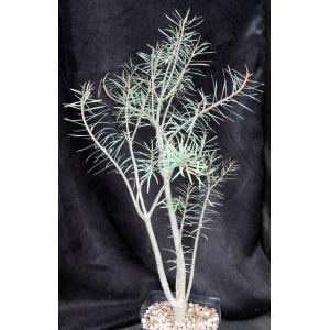 Euphorbia balsamifera ssp. balsamifera one-gallon pots
