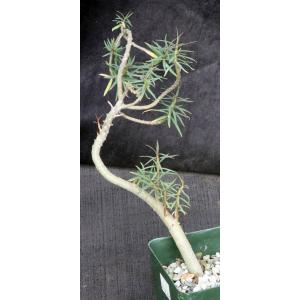 Euphorbia balsamifera ssp. balsamifera 4-inch pots