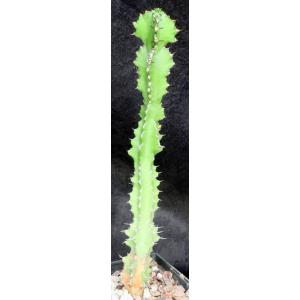 Euphorbia barnardii 5-inch pots