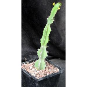Euphorbia barnardii5-inch pots