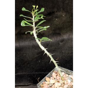 Euphorbia berorohae 4-inch pots