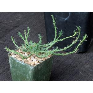 Euphorbia bitataensis (Gilbert 7755) 4-inch pots