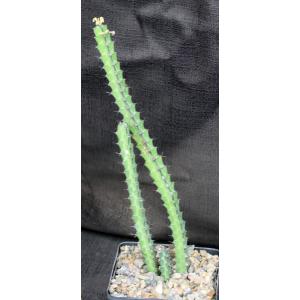 Euphorbia boranensis (spiny form) 5-inch pots