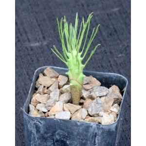 Euphorbia brakdamensis 2-inch pots