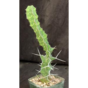 Euphorbia breviarticulata 5-inch pots