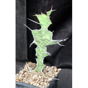 Euphorbia breviarticulata 5-inch pots