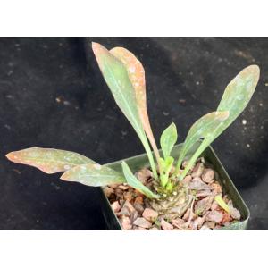 Euphorbia bupleurifolia 4-inch pots