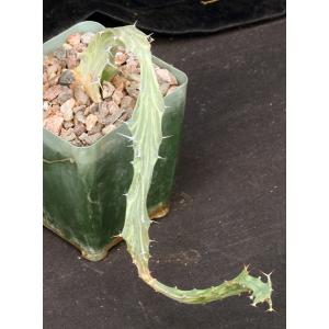 Euphorbia buruana 4-inch pots