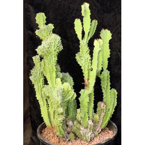 Euphorbia bussei var. kibwezensis (crest) 3-gallon pots