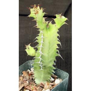 Euphorbia cactus 4-inch pots