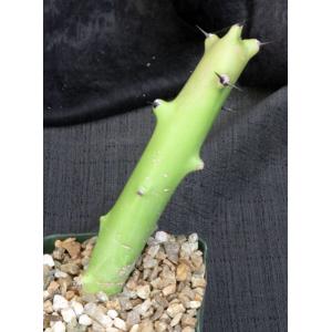 Euphorbia caducifolia 5-inch pots