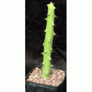 Euphorbia caducifolia one-gallon pots
