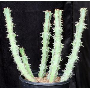Euphorbia caerulescens 5-gallon pots