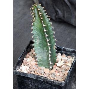Euphorbia canariensis 5-inch pots