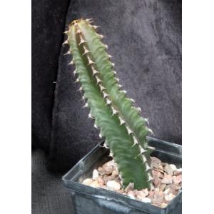 Euphorbia canariensis 5-inch pots