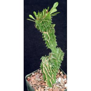 Euphorbia candelabrum (crest) 4-inch pots