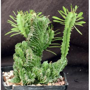 Euphorbia candelabrum (crest) one-gallon pots