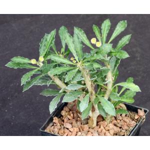 Euphorbia capsaintemariensis 5-inch pots