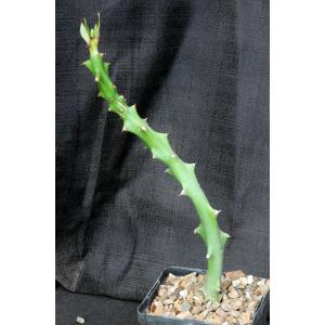 Euphorbia cattimandoo 5-inch pots
