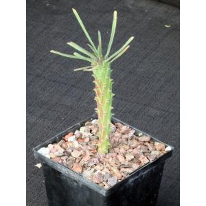 Euphorbia clandestina 5-inch pots