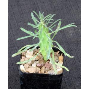Euphorbia clandestina 2-inch pots