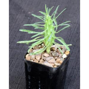 Euphorbia clandestina 2-inch pots