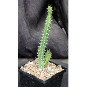 Euphorbia classenii 5-inch pots