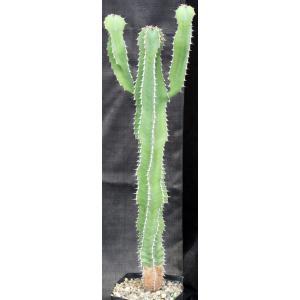 Euphorbia cooperi var. cooperi one-gallon pots