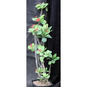 Euphorbia cremersii x milii one-gallon pots