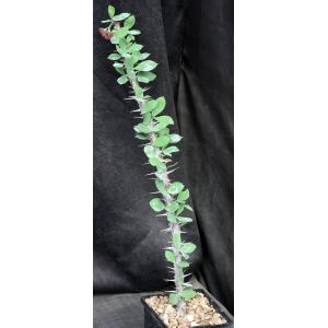 Euphorbia croizatii (color form) 5-inch pots
