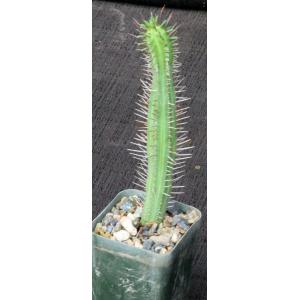 Euphorbia cumulata 2-inch pots