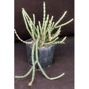 Euphorbia cuprispina 5-inch pots